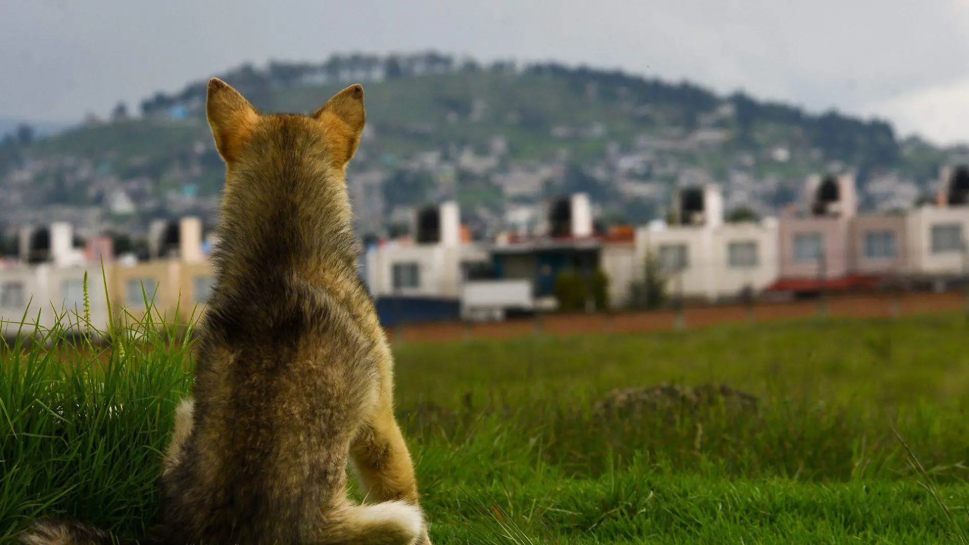 perro callejero